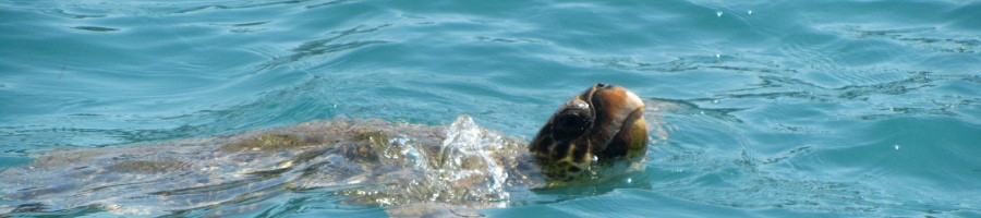 Closeup of a loggerhead sea turtle