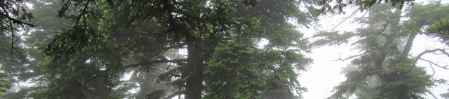 Misty morning on mount Ainos