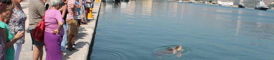 A sea turtle in Argostoli entertains tourists