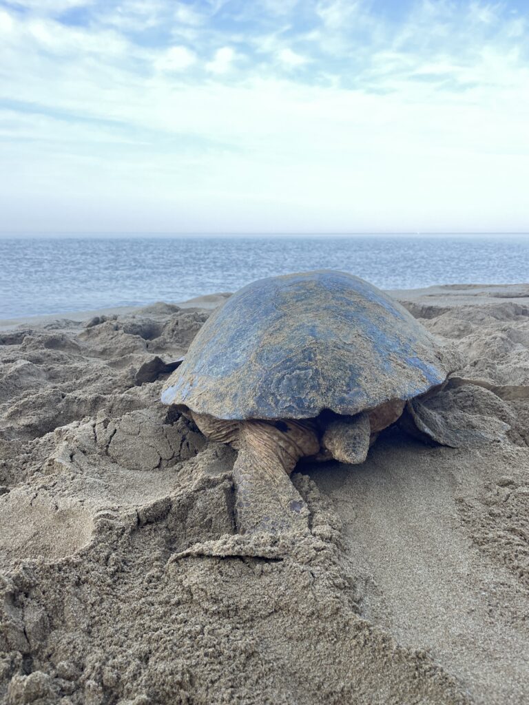 Clementine crawling back to sea after successfully nesting on Avithos Beach