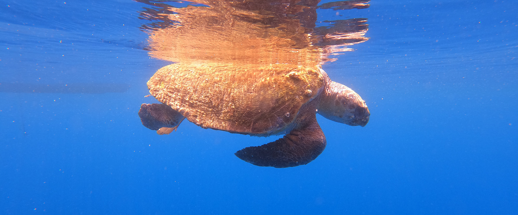 Report an Injured or Dead Sea Turtle - Wildlife Sense
