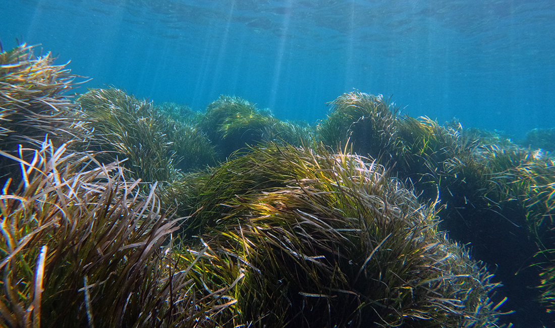 Sea grass 03