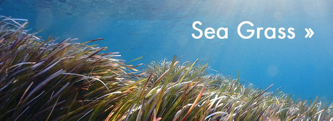 Sea Grass banner