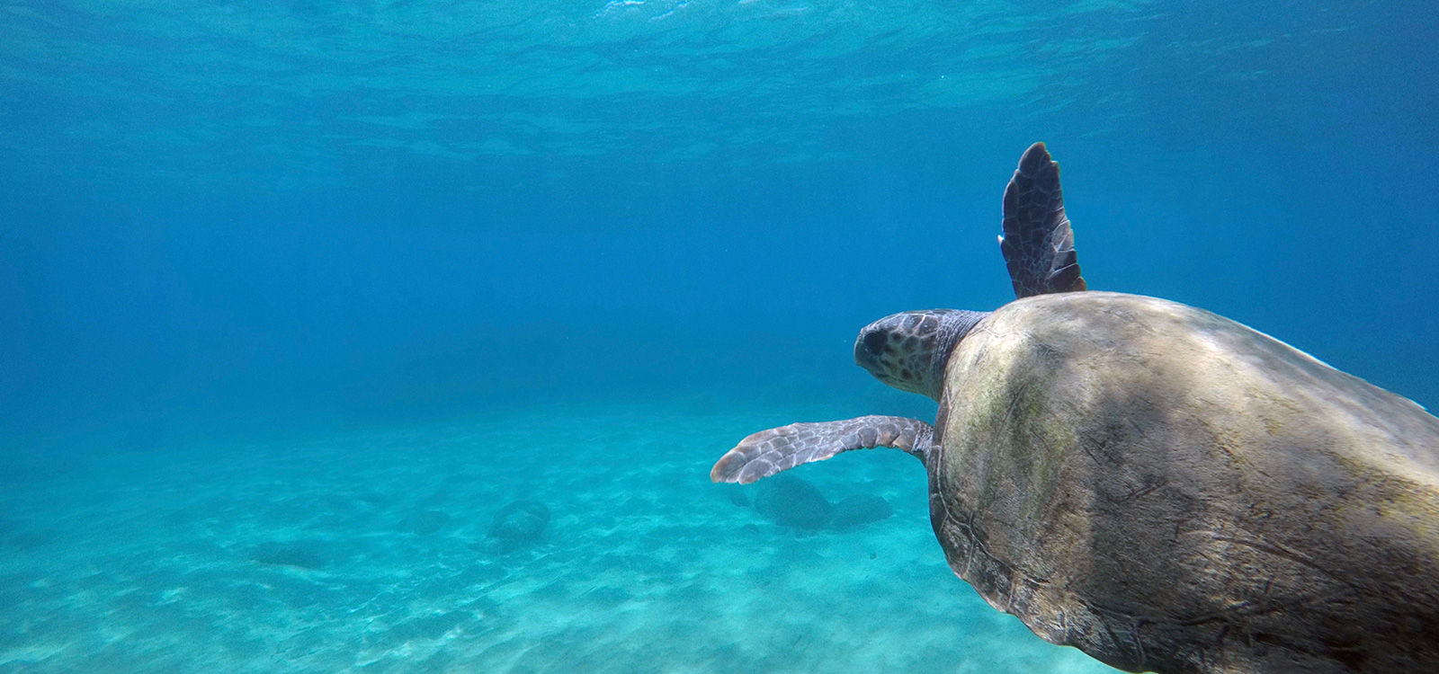 Sea Turtle Ecology - Wildlife Sense