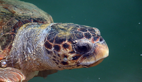 Sea Turtle Ecology 01