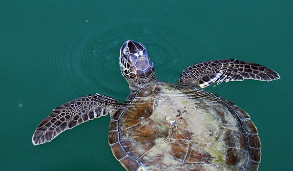 Sea Turtle Ecology 02