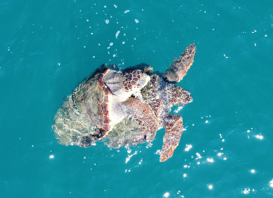 Sea Turtle Ecology 04
