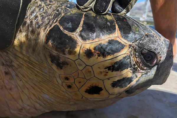 Sea Turtle Ecology 06