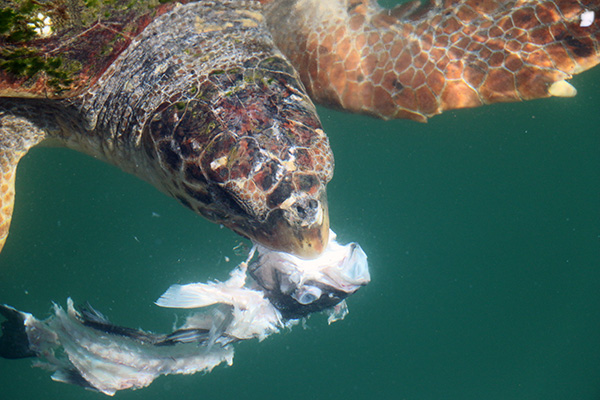 Sea Turtle Ecology 09
