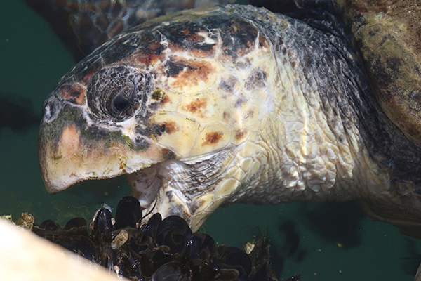 Sea Turtle Ecology 10