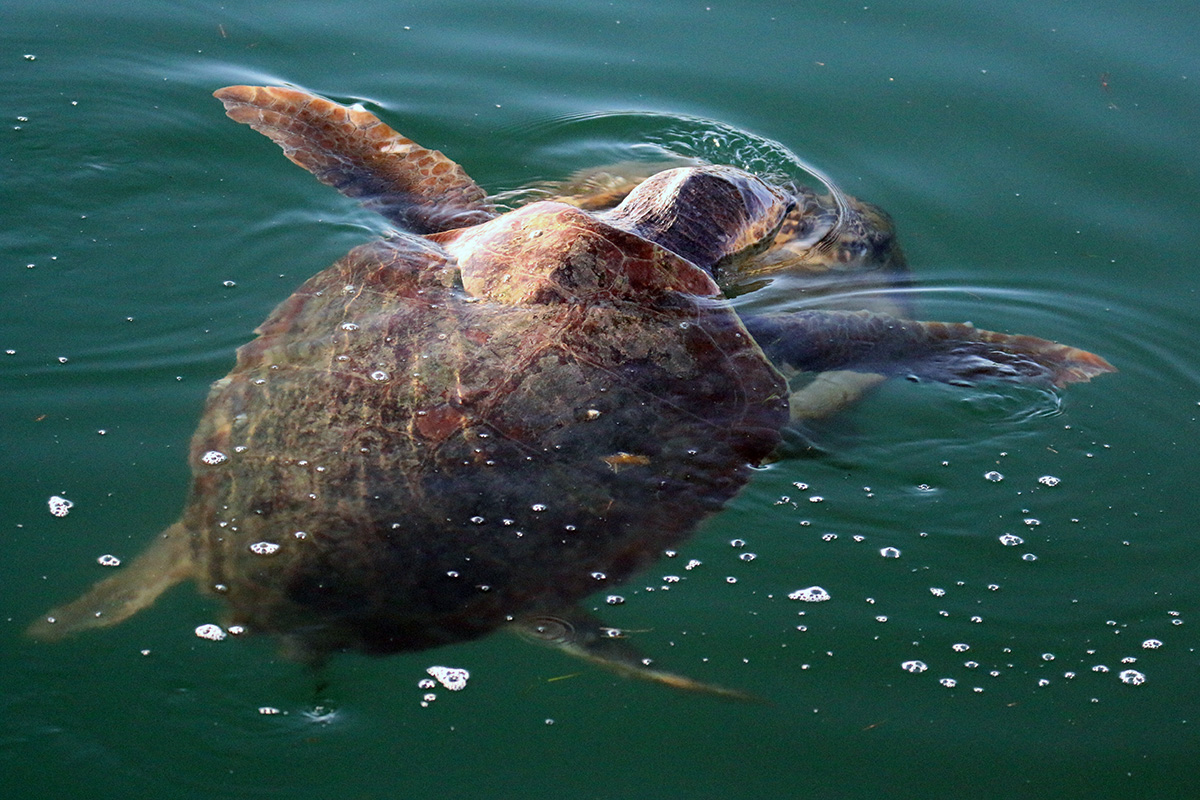 Sea Turtle Ecology 12