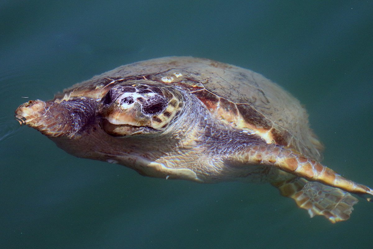 Sea Turtle Ecology 14