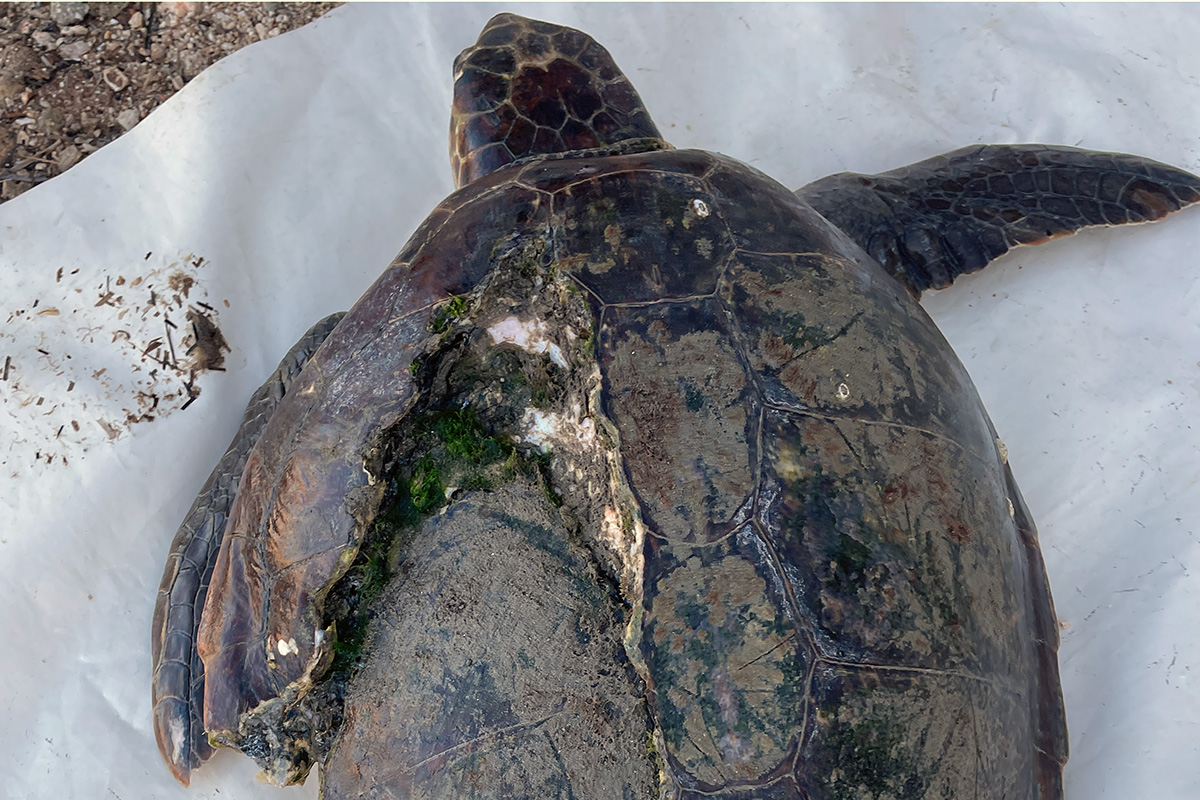 Sea Turtle Ecology 15