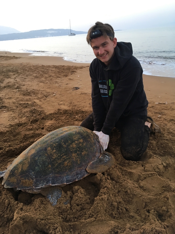 2019-06-20 Lixouri Night Survey sea turtle