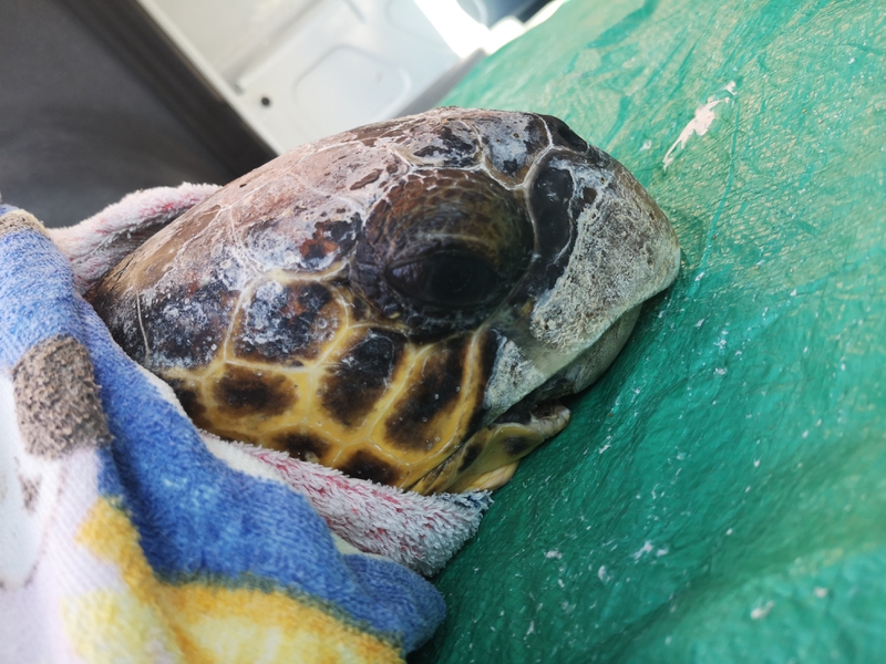 2019-06-20 Quinn Sea Turtle
