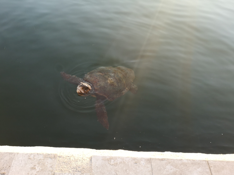 2020-08-15 harbour turtle