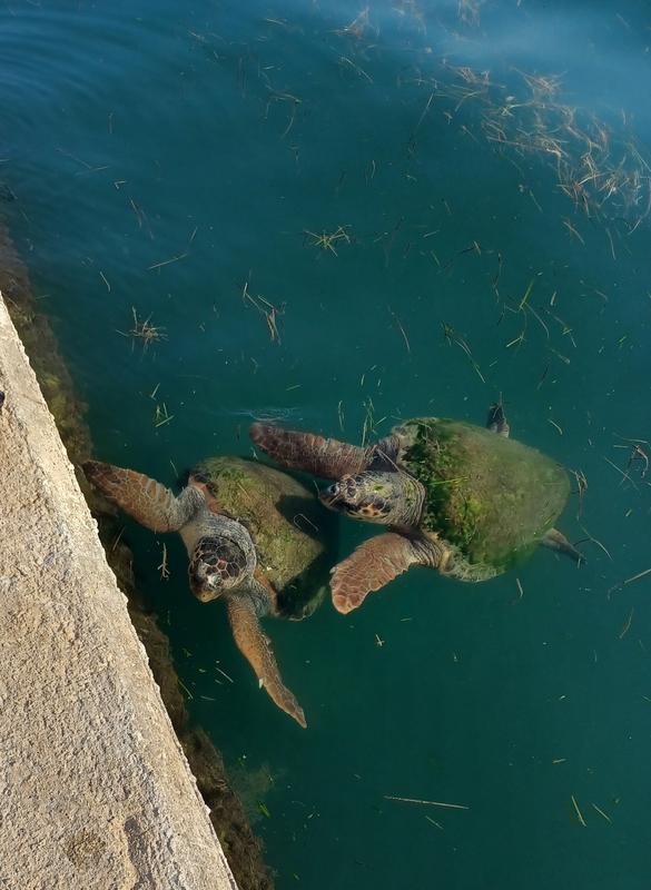 2021-08-30 harbour turtles