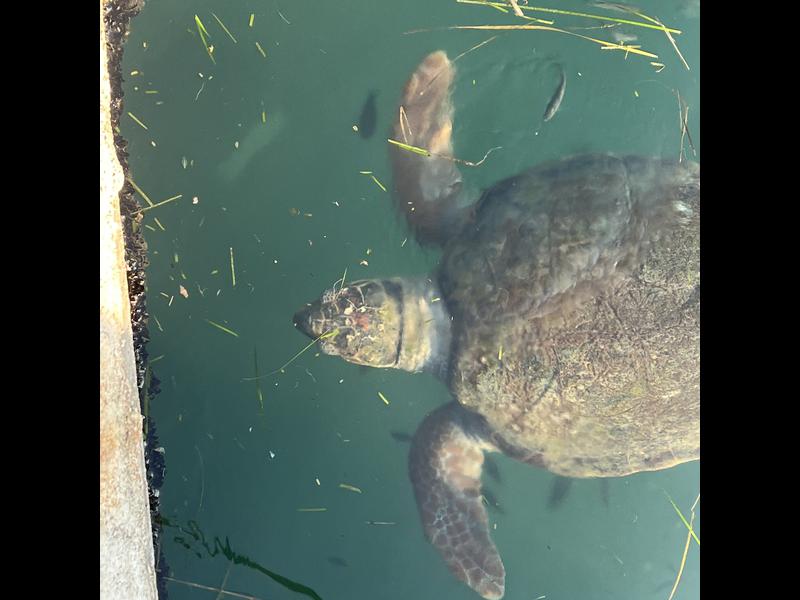 2022 Sep 18 Argostoli Harbour Turtle