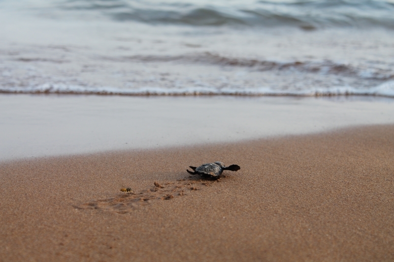 A hatchling crawling to the sea