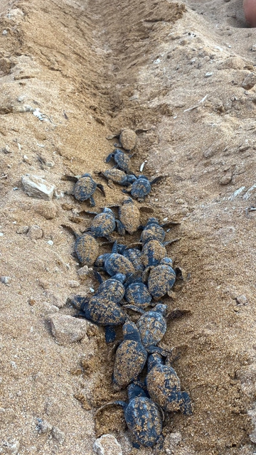 Hatchlings crawling to the sea in a trench
