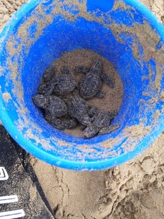 Hatchlings from nest inventory