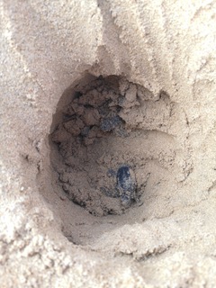 Hatchlings within egg chamber