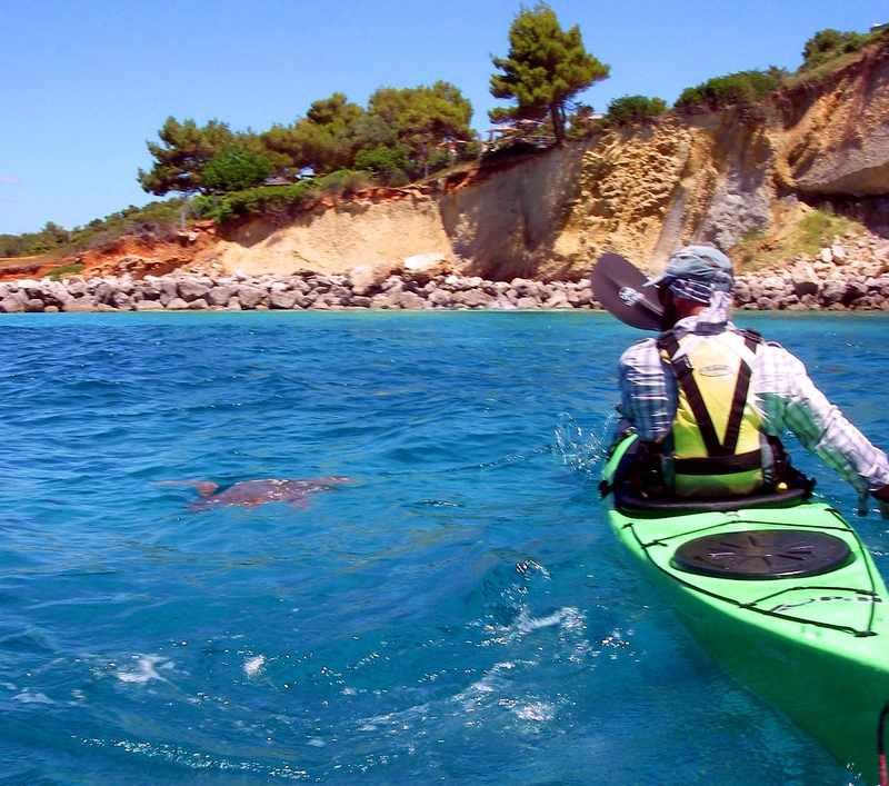 Kayakers came upon a floating sea turtle