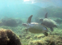 A loggerhead and a green turtle swim together in Kefalonia