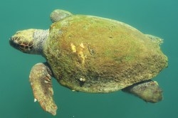 Loggerhead sea turtle in Argostoli harbor