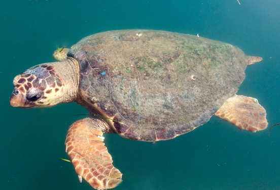 Male sea turtle swimming in Argostoli