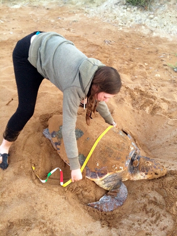 Measuring a nesting sea turtle in Lixouri