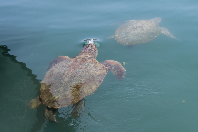 A pair of Argostoli Harbour sea turtles interacting