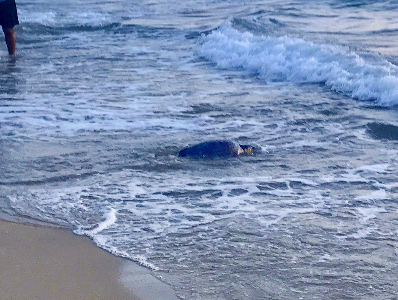 Released sea turtle returning to the sea