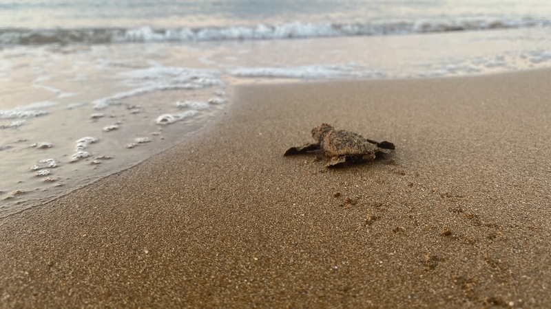 Sea turtle hatchling heading to the sea near Lixouri