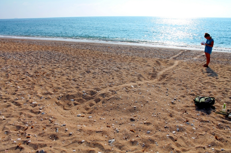 Sea turtle nest track on Skala beach