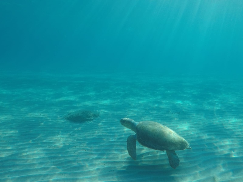 Sea Turtle Skala Aug 2022