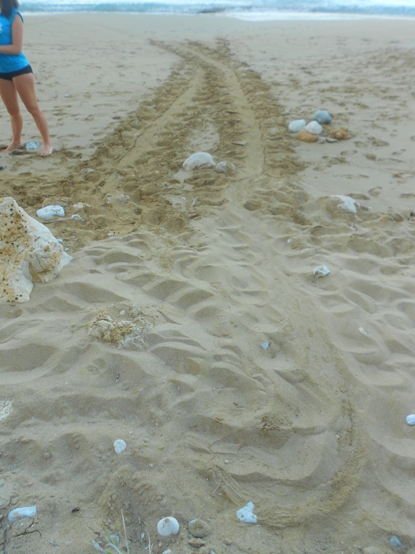 Sea turtle track with no nesting attempt