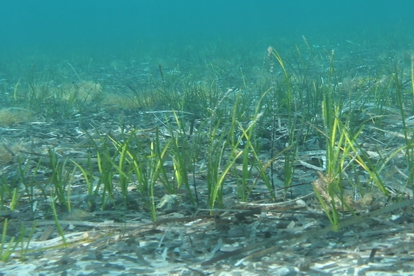Sea grass on sandy seabed in Minies