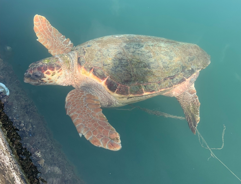 Synna loggerhead sea turtle with fishing line
