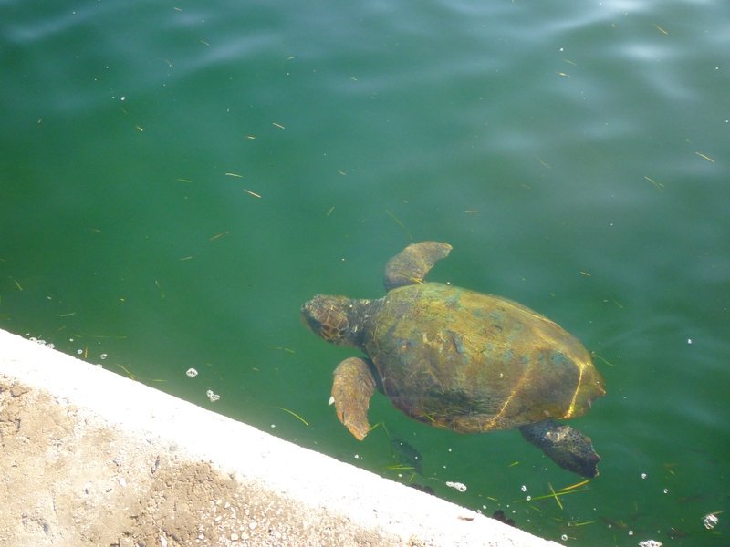 Turtle swimming by the harbour wall in Argostoli