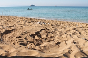 Sea turtle nest on Avithos, Kefalonia Sea turtle nest on Avithos, Kefalonia