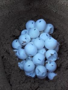 Eggs relocated past 24 hours after laying