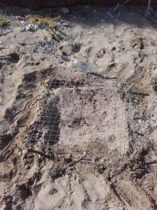 Sea turtle nest with cage to protect from depredation