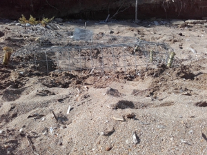Cage-protected turtle nest front view