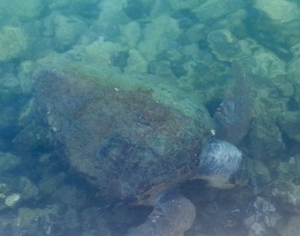 2015-06-25 Lagoon Male 2015-06-25 Lagoon Male