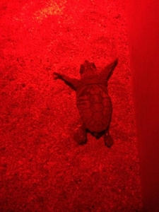 2015-08-28 Hatchling during boxing