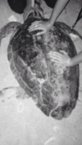 2016-07-20 Skala boat strike turtle