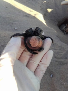 Two-headed hatchling