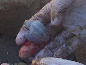 2016-08-25 Albino Embryo