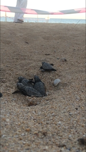 2016-08-25 Skala hatchlings